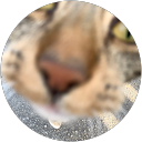 Eao Bertvig profile picture